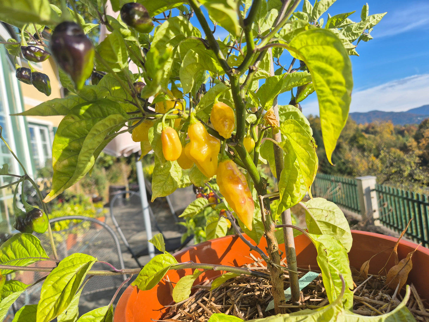 Bolivian Bumpy DER TOMATENFLÜSTERER