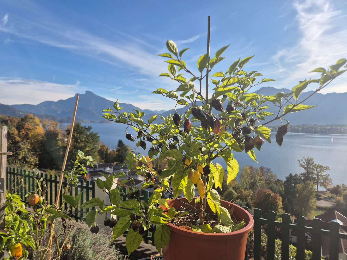 Bolivian Bumpy DER TOMATENFLÜSTERER