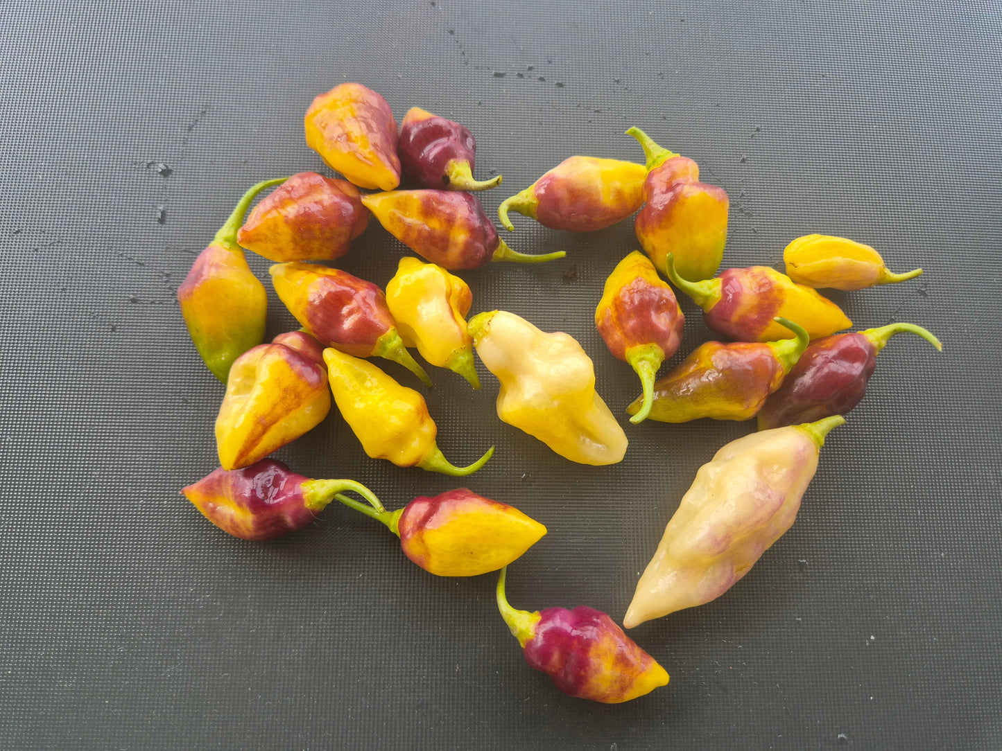 Bolivian Bumpy DER TOMATENFLÜSTERER