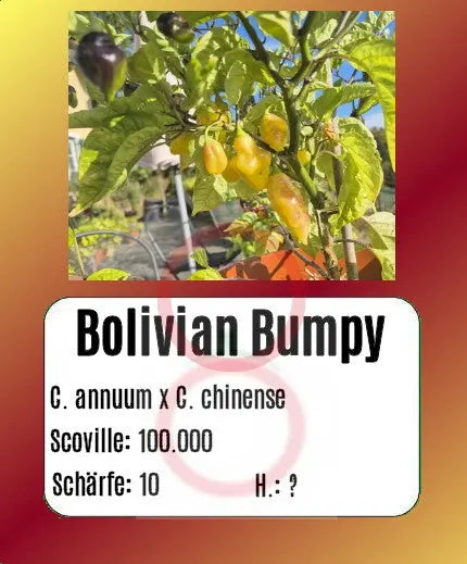 Bolivian Bumpy DER TOMATENFLÜSTERER