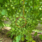 Bolivian Wild DER TOMATENFLÜSTERER
