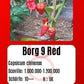 Borg 9 Red DER TOMATENFLÜSTERER