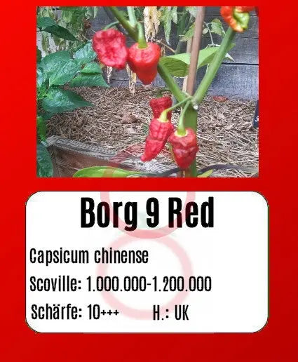 Borg 9 Red DER TOMATENFLÜSTERER