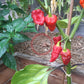 Borg 9 Red DER TOMATENFLÜSTERER