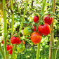 Borgo Cellano DER TOMATENFLÜSTERER