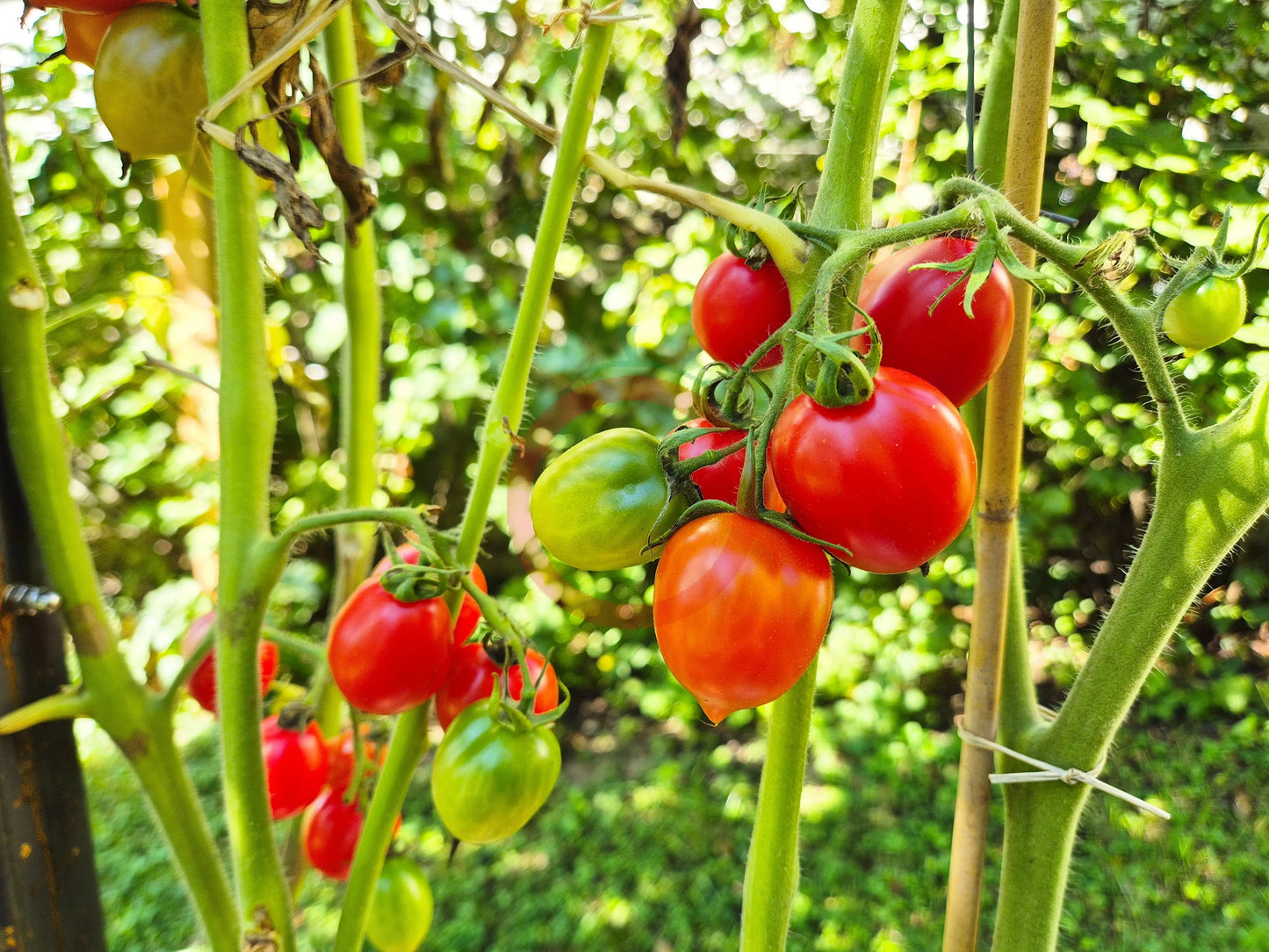Borgo Cellano DER TOMATENFLÜSTERER