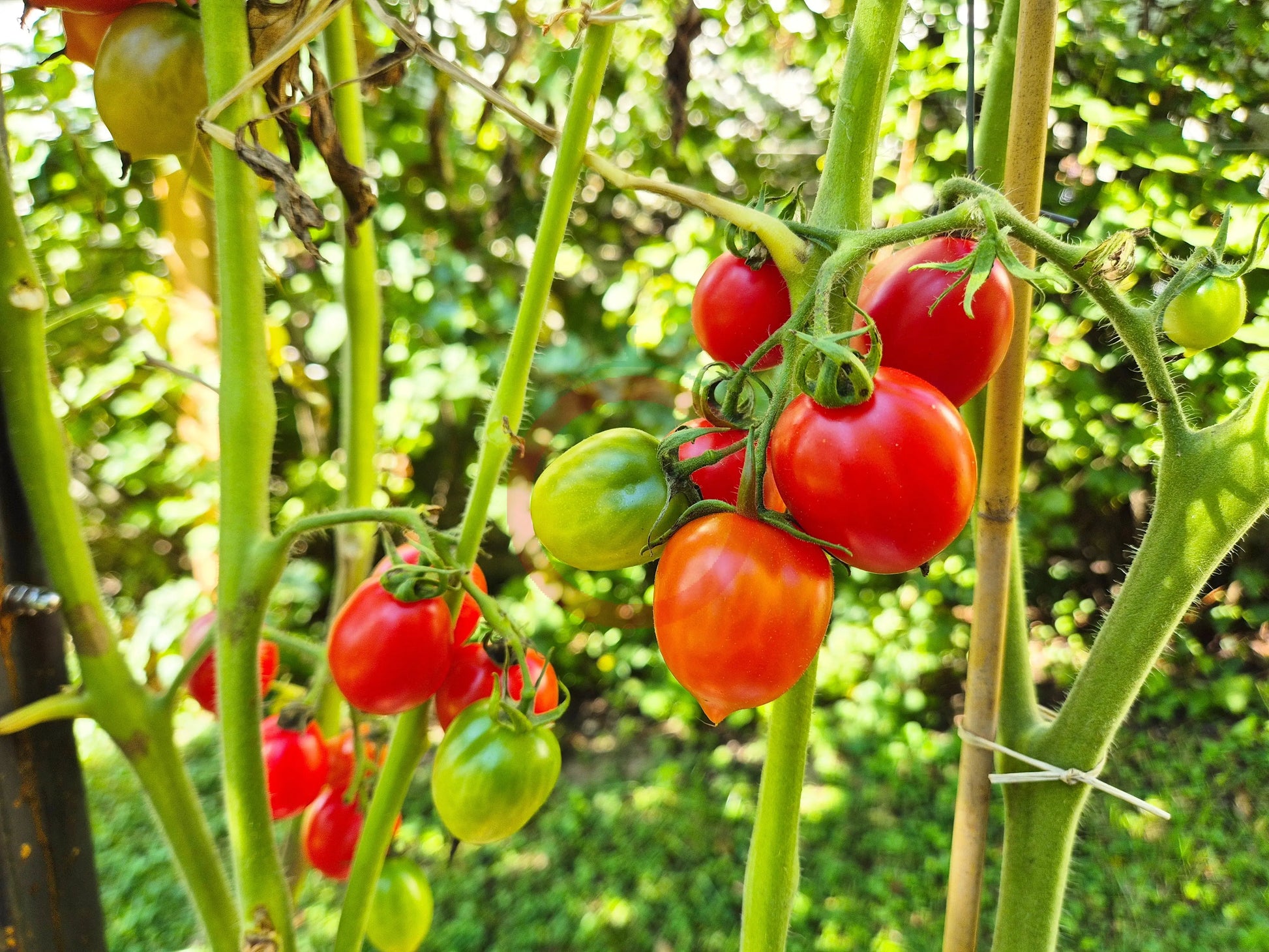 Borgo Cellano DER TOMATENFLÜSTERER