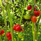 Borgo Cellano DER TOMATENFLÜSTERER