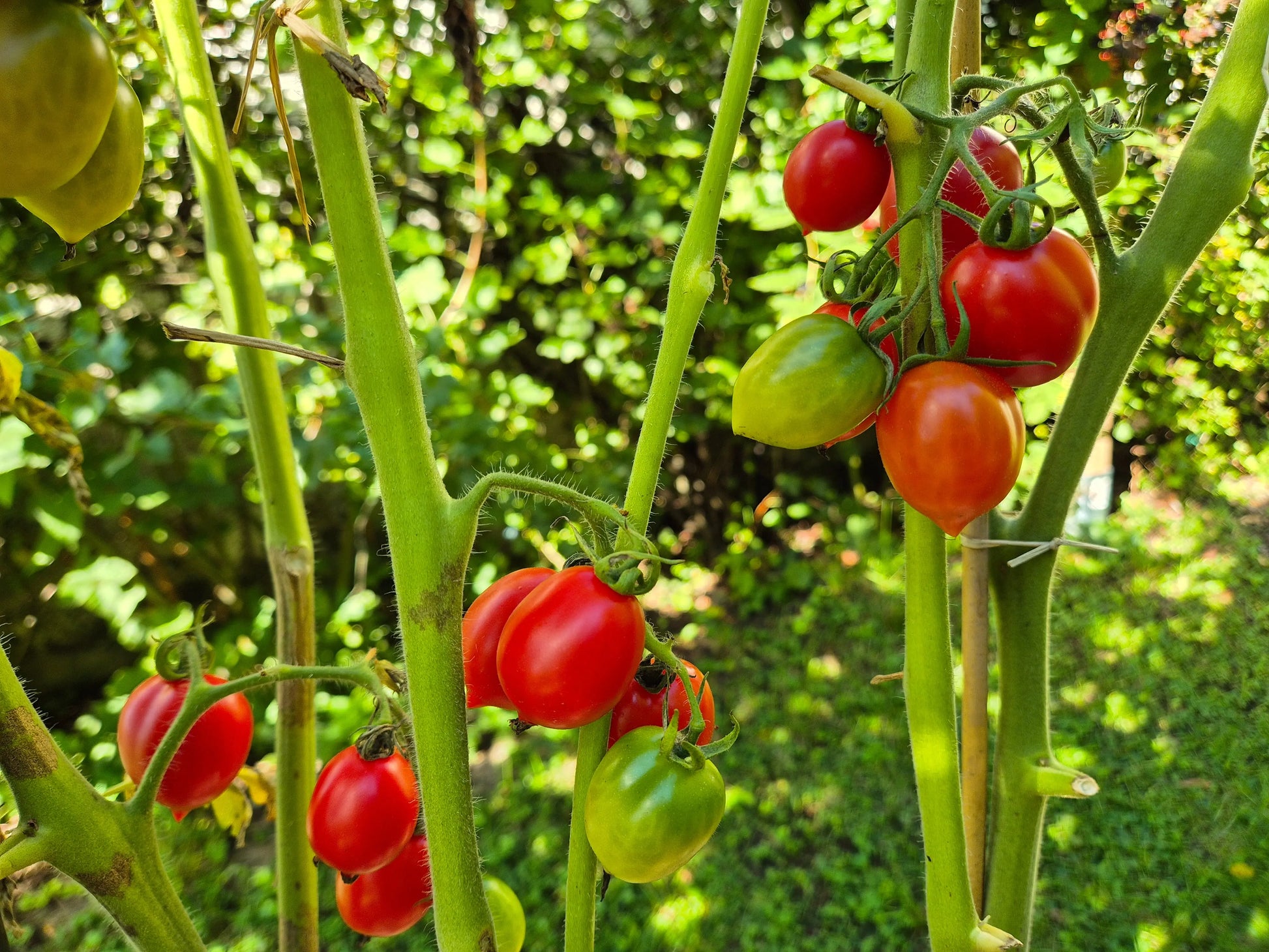 Borgo Cellano DER TOMATENFLÜSTERER