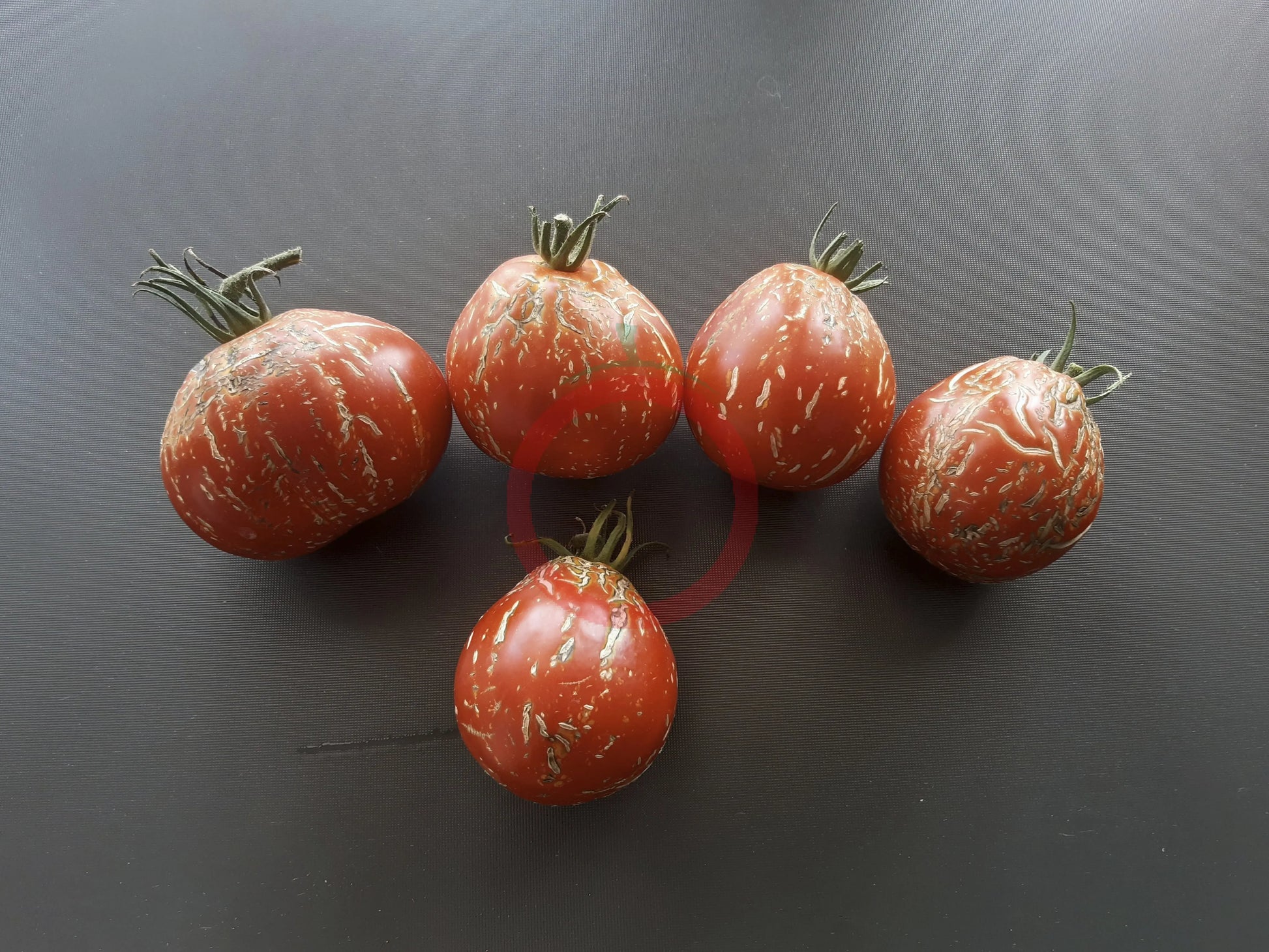 Borsa Montone DER TOMATENFLÜSTERER