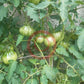 Borsa Montone DER TOMATENFLÜSTERER