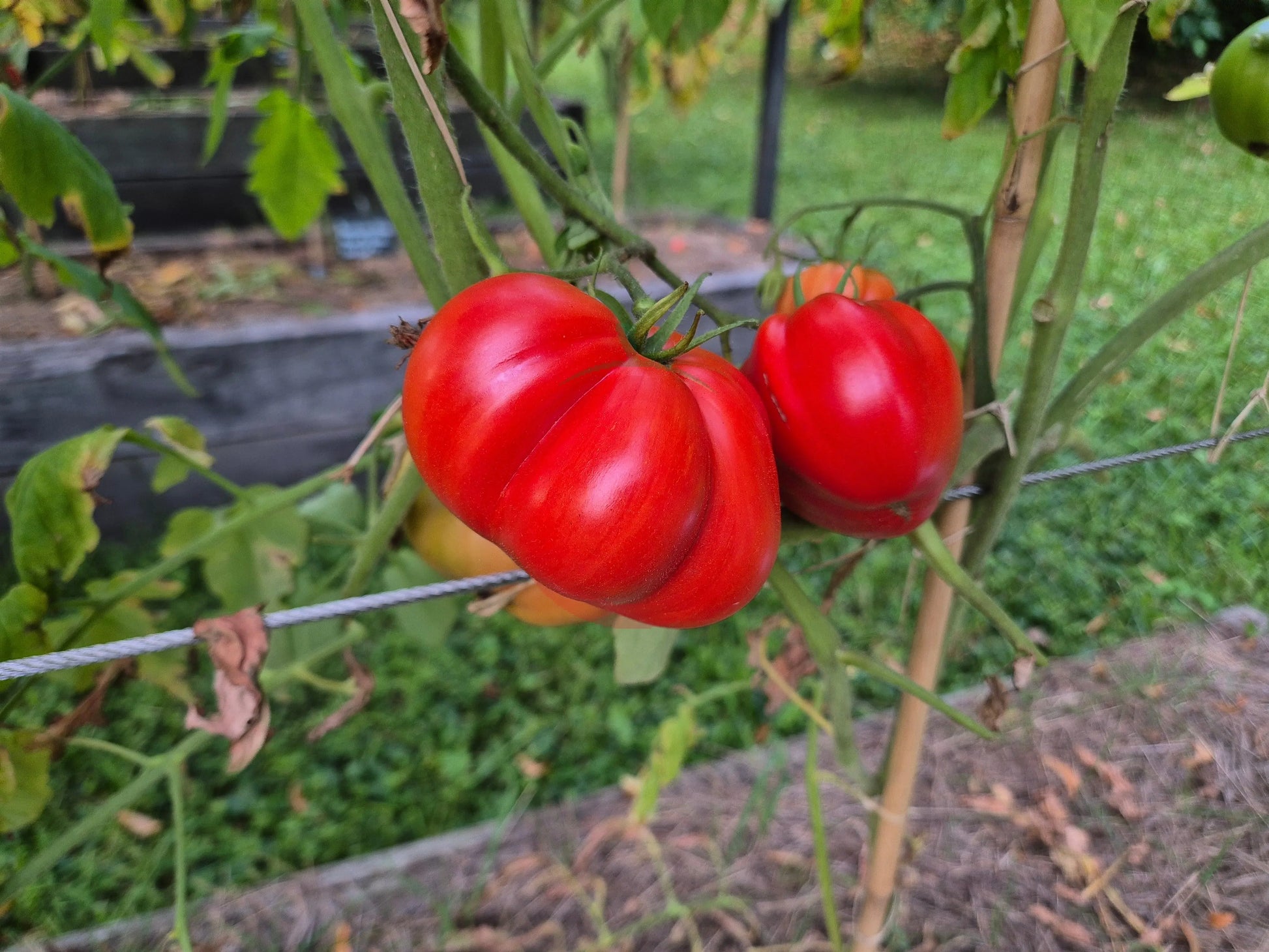 Box Car Willie DER TOMATENFLÜSTERER
