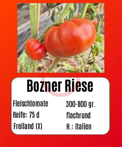 Bozner Riese DER TOMATENFLÜSTERER