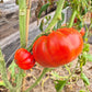 Bozner Riese DER TOMATENFLÜSTERER