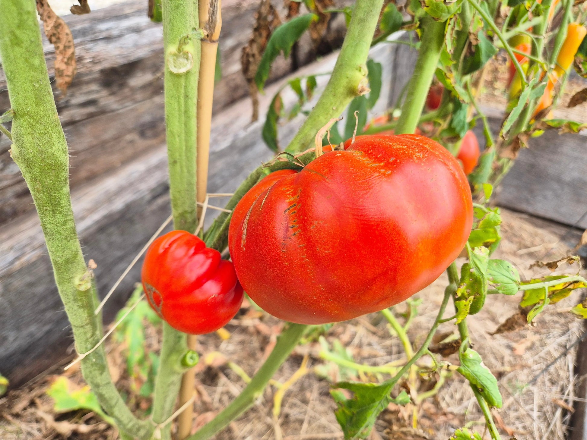 Bozner Riese DER TOMATENFLÜSTERER