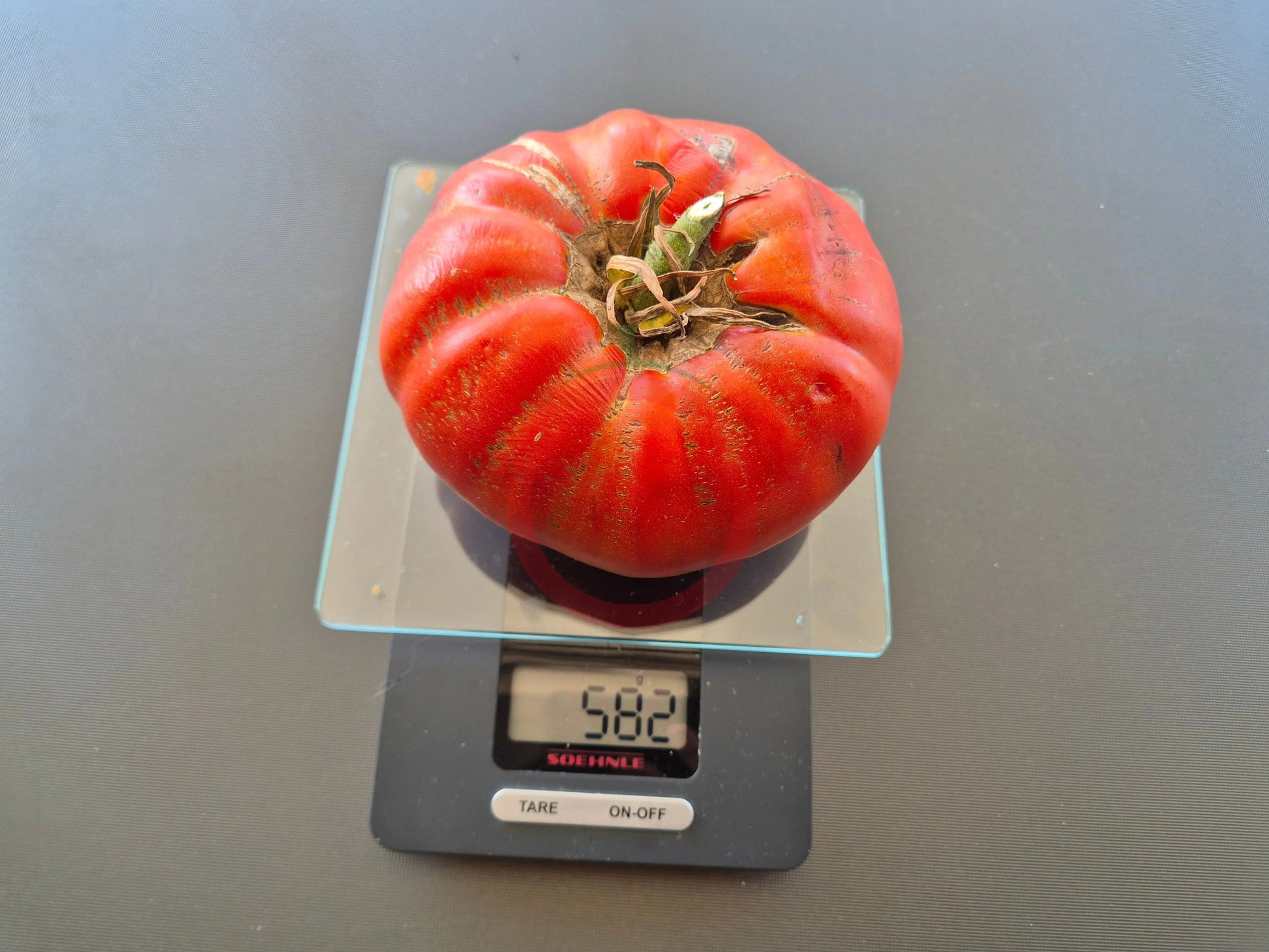Bozner Riese DER TOMATENFLÜSTERER