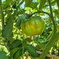 Bozner Riese DER TOMATENFLÜSTERER
