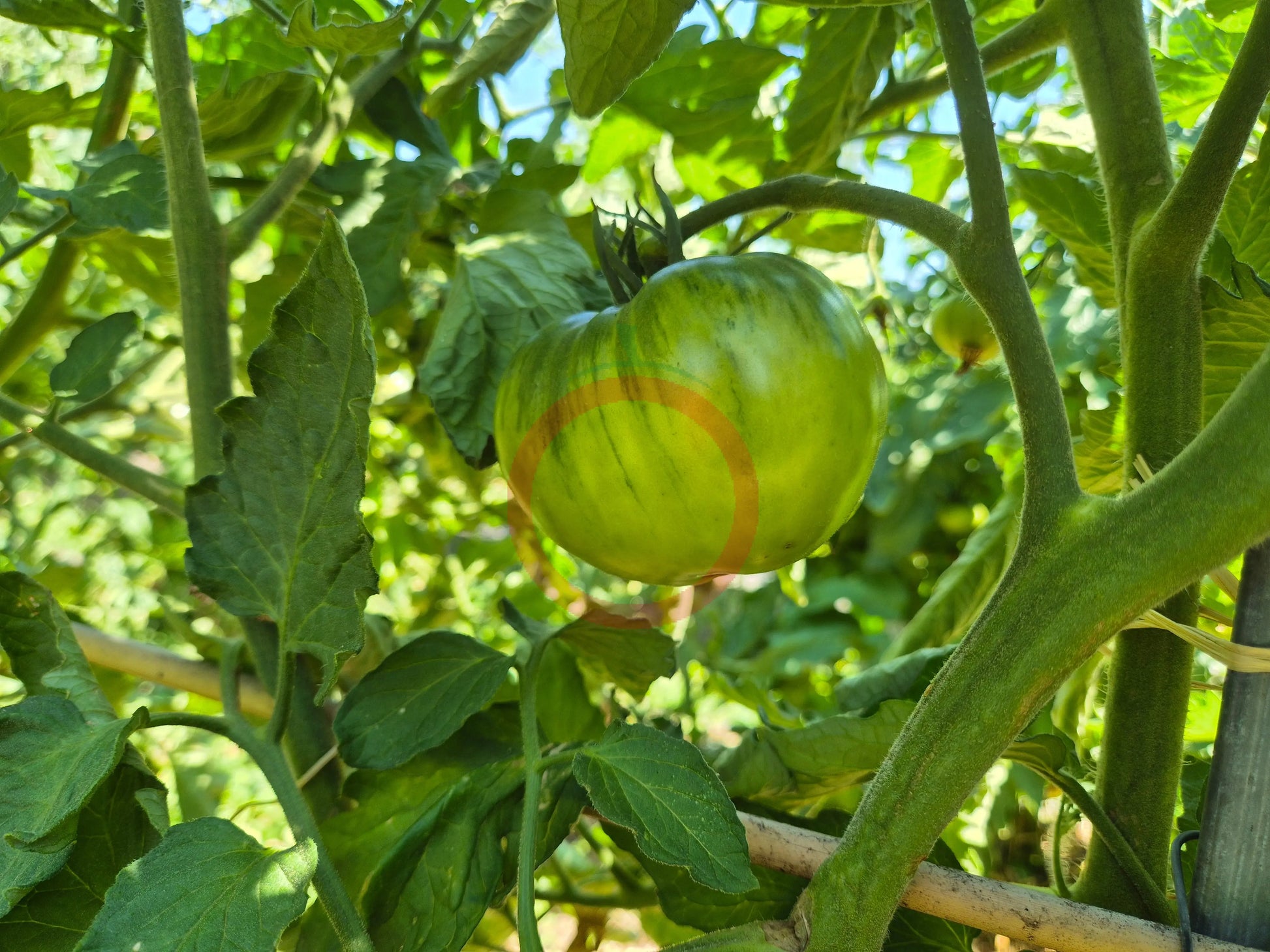 Bozner Riese DER TOMATENFLÜSTERER