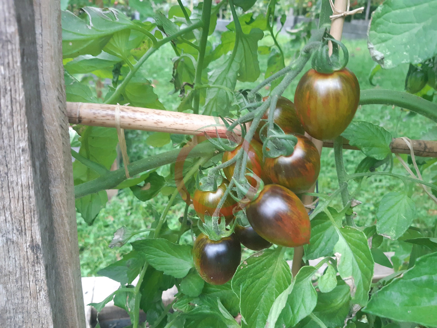 Brads Atomic Grape DER TOMATENFLÜSTERER