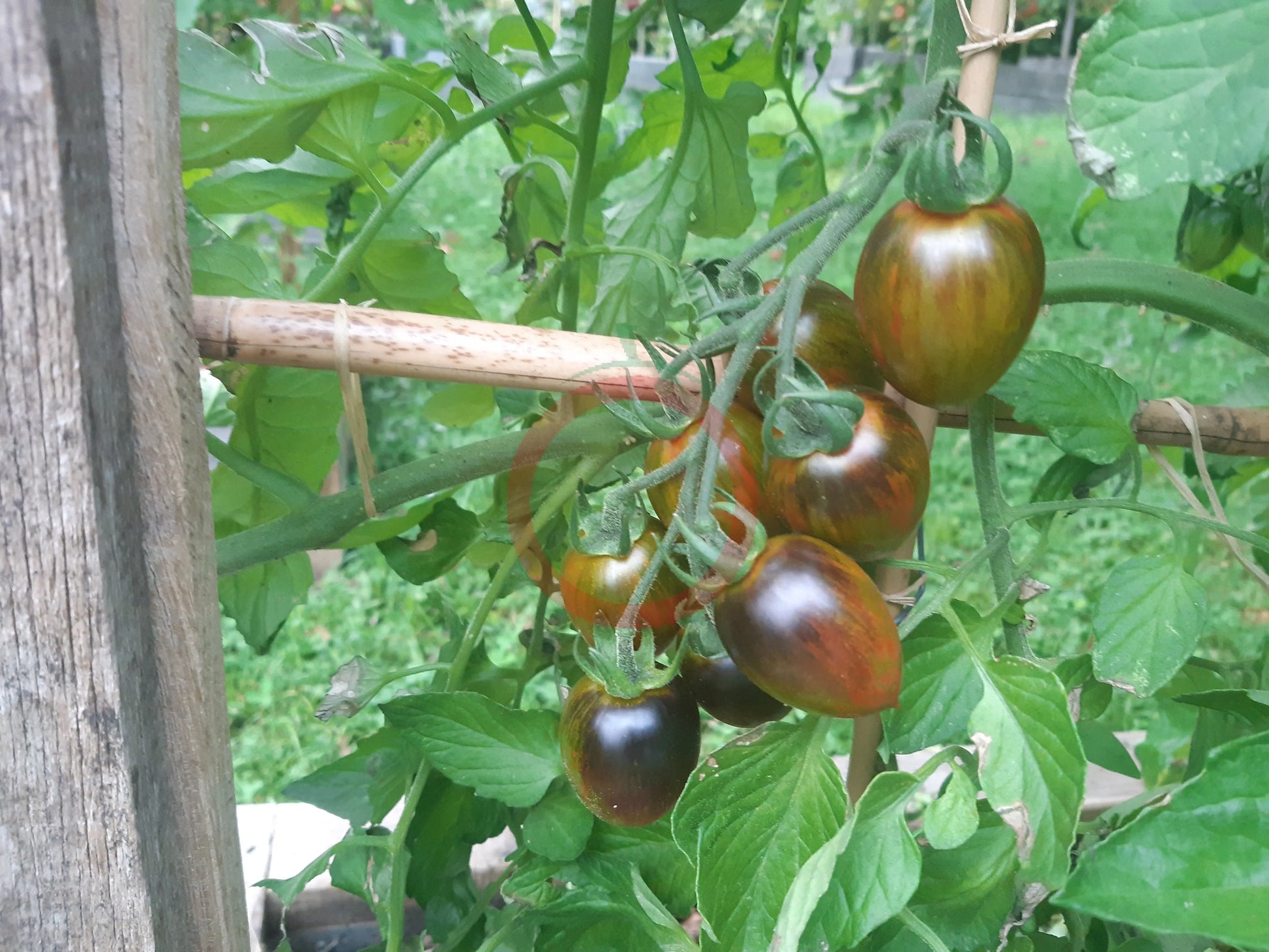 Brads Atomic Grape DER TOMATENFLÜSTERER