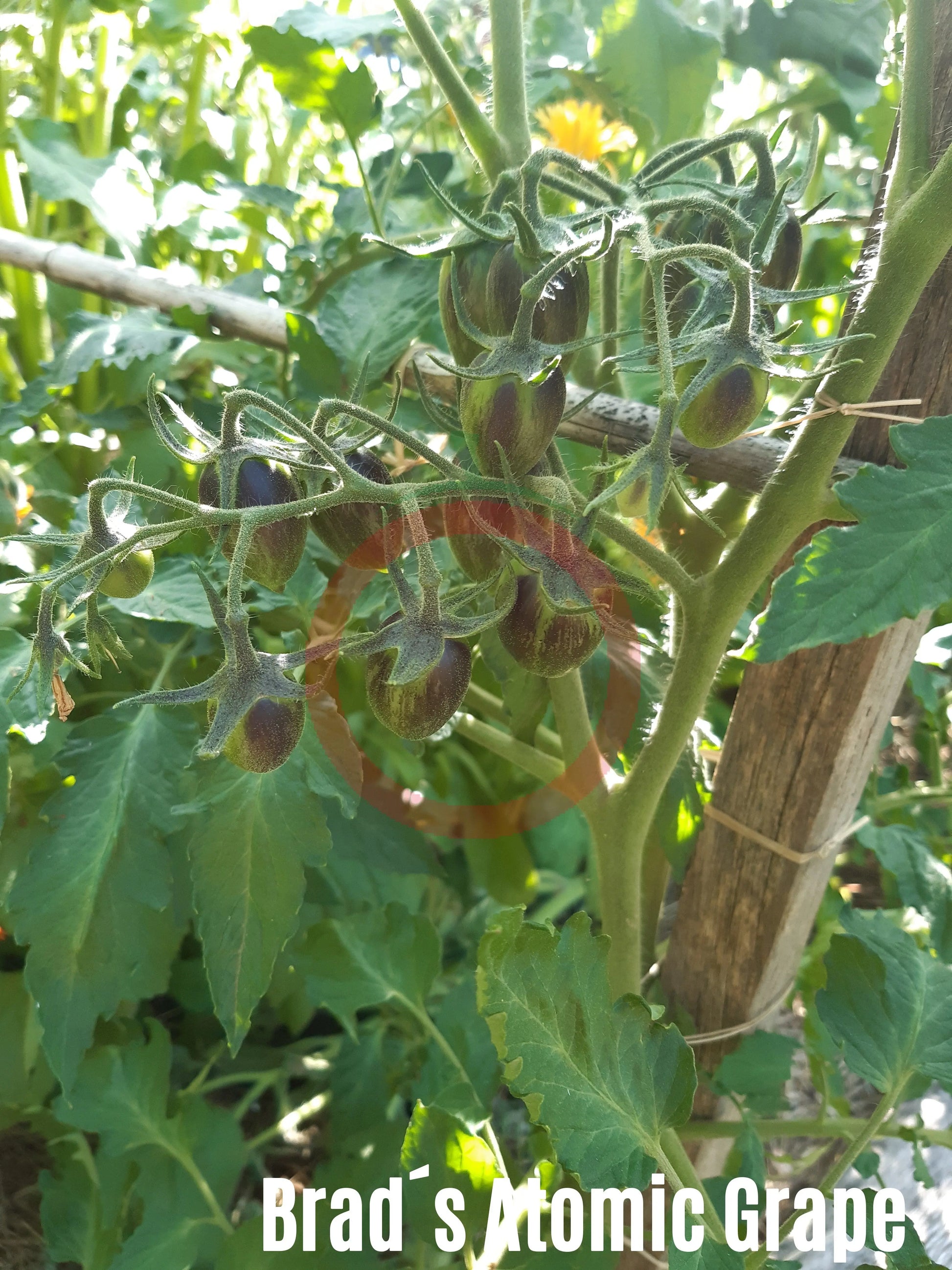 Brads Atomic Grape DER TOMATENFLÜSTERER