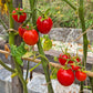 Brandy Sweet Plum DER TOMATENFLÜSTERER