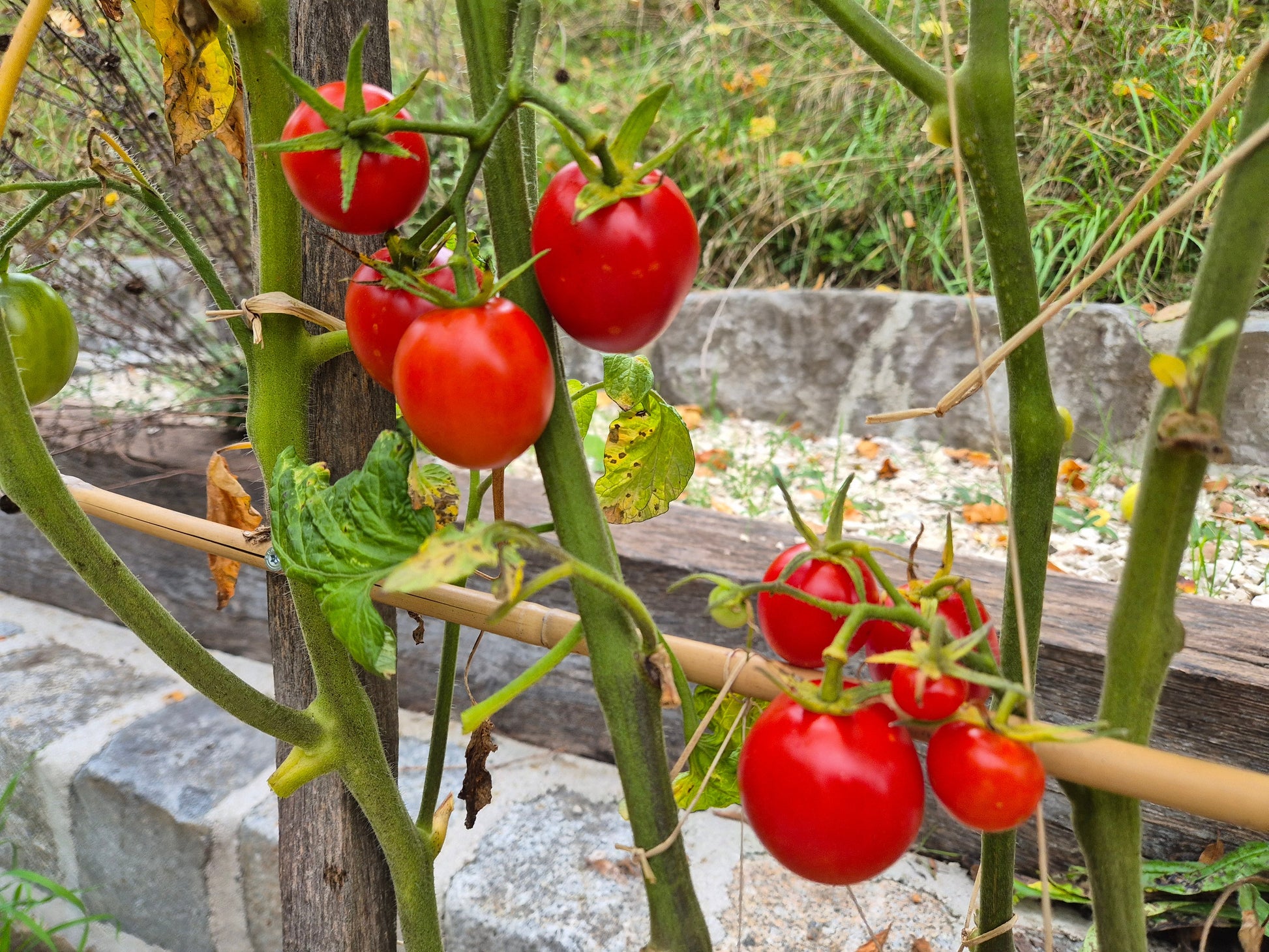 Brandy Sweet Plum DER TOMATENFLÜSTERER