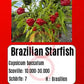 Brazilian Starfish DER TOMATENFLÜSTERER