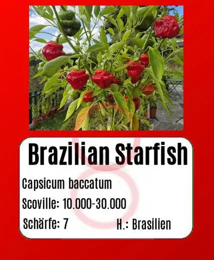 Brazilian Starfish DER TOMATENFLÜSTERER