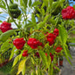 Brazilian Starfish DER TOMATENFLÜSTERER