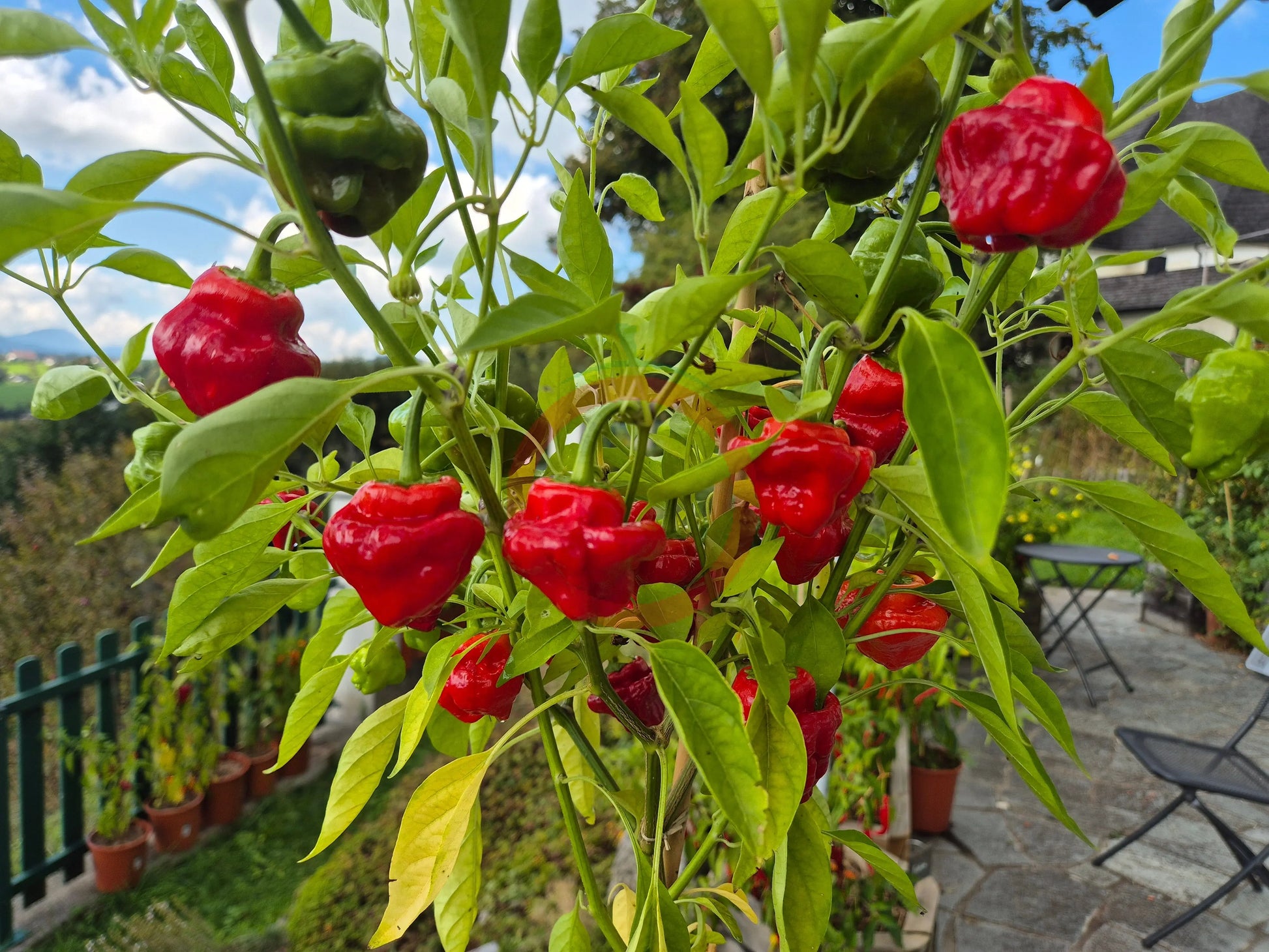 Brazilian Starfish DER TOMATENFLÜSTERER