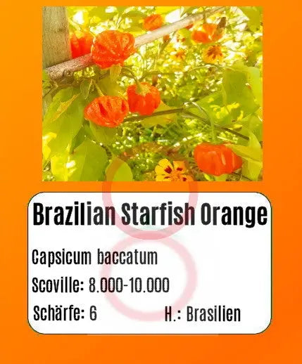 Brazilian Starfish Orange DER TOMATENFLÜSTERER