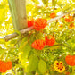 Brazilian Starfish Orange DER TOMATENFLÜSTERER