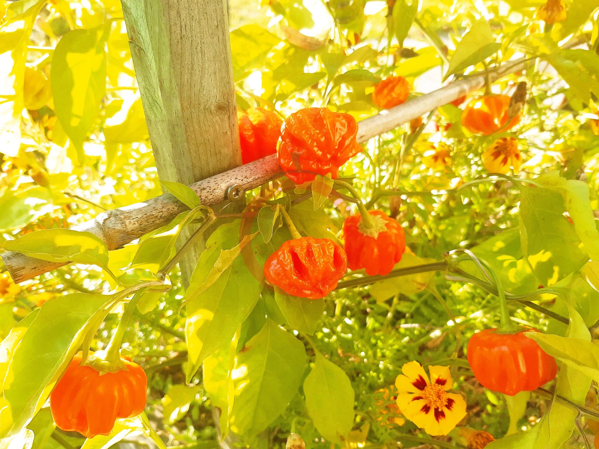 Brazilian Starfish Orange DER TOMATENFLÜSTERER