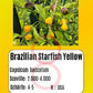 Brazilian Starfish Yellow DER TOMATENFLÜSTERER
