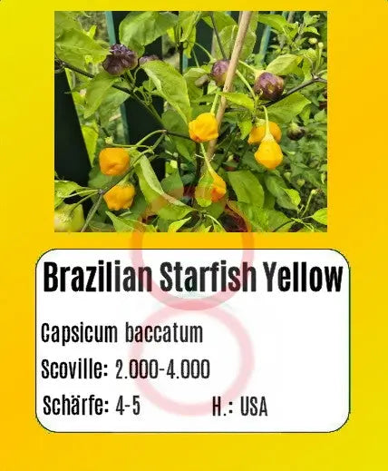 Brazilian Starfish Yellow DER TOMATENFLÜSTERER