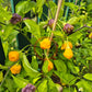 Brazilian Starfish Yellow DER TOMATENFLÜSTERER