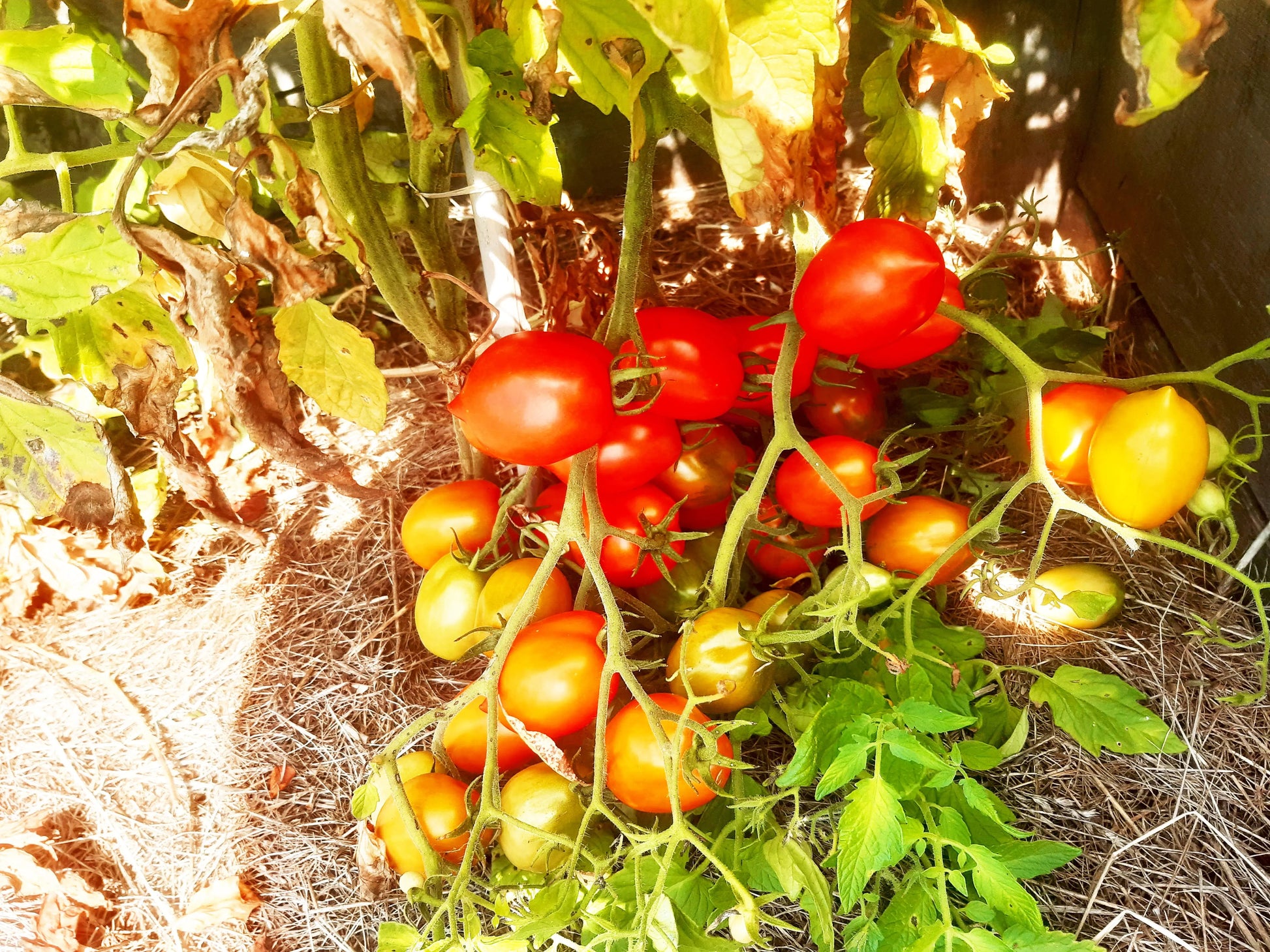 Britain`s Breakfast DER TOMATENFLÜSTERER