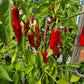 Broome DER TOMATENFLÜSTERER