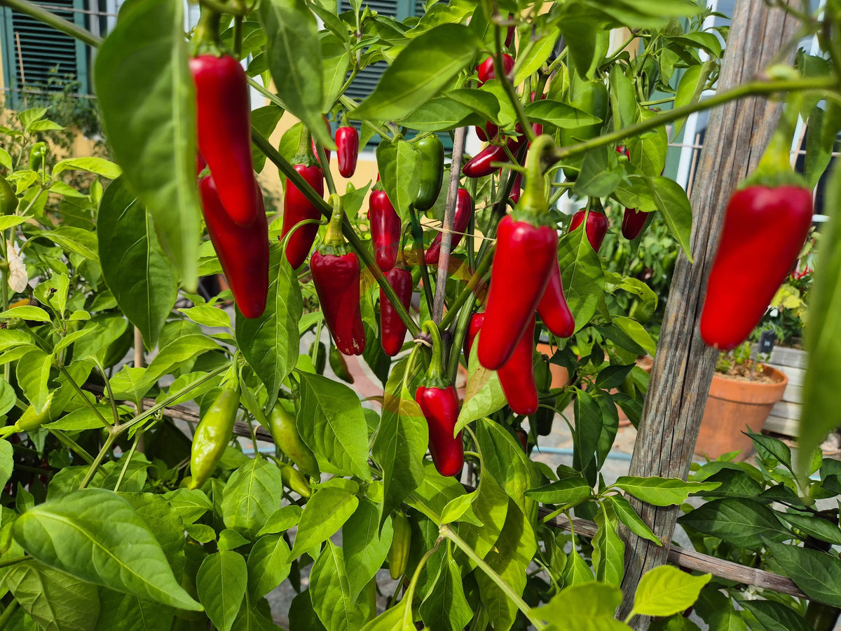 Broome DER TOMATENFLÜSTERER