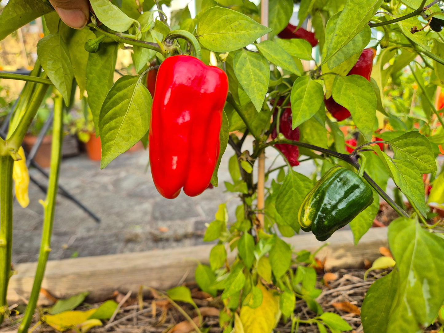 Bryan´s Blood DER TOMATENFLÜSTERER