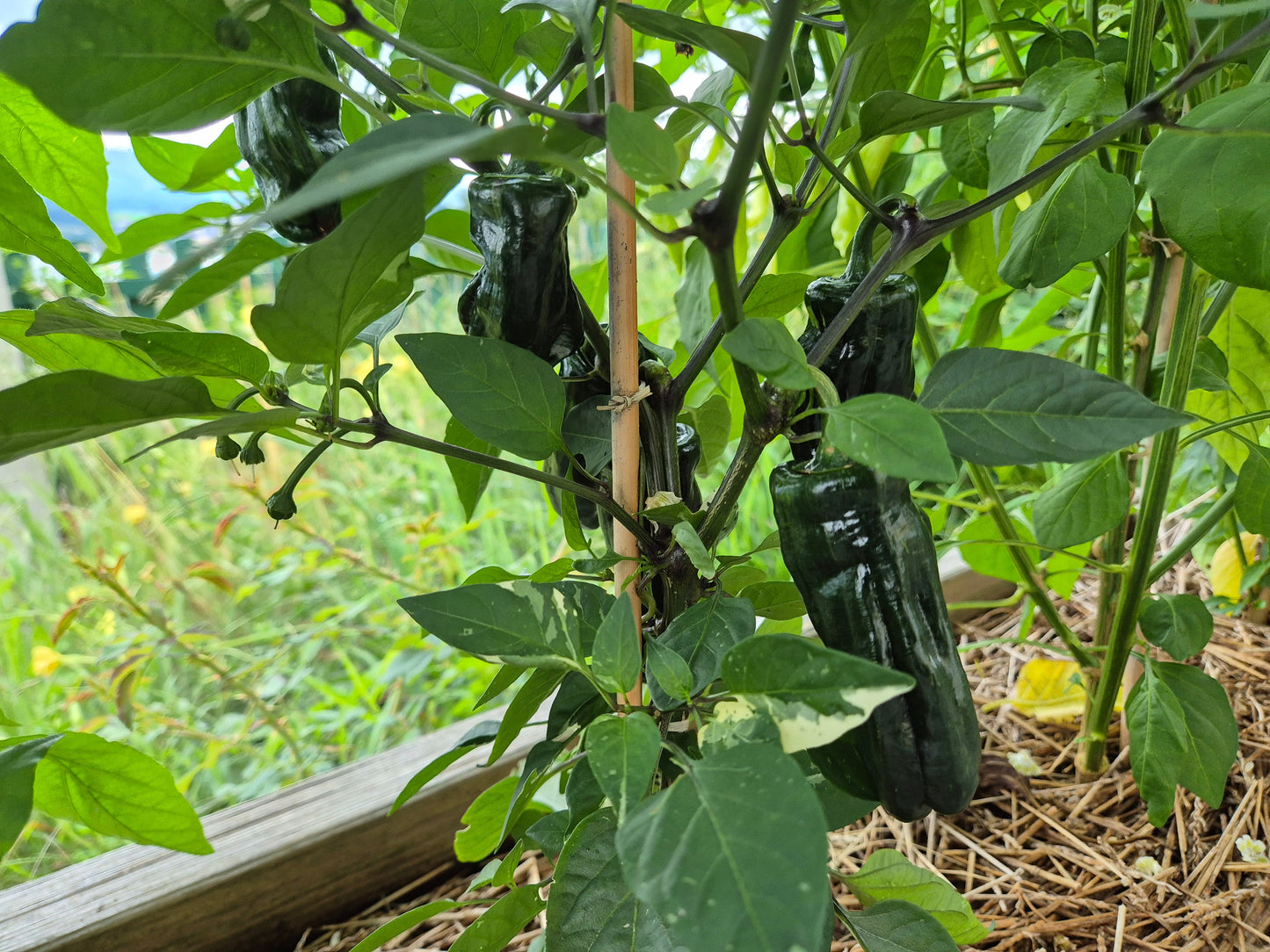 Bryan´s Blood DER TOMATENFLÜSTERER