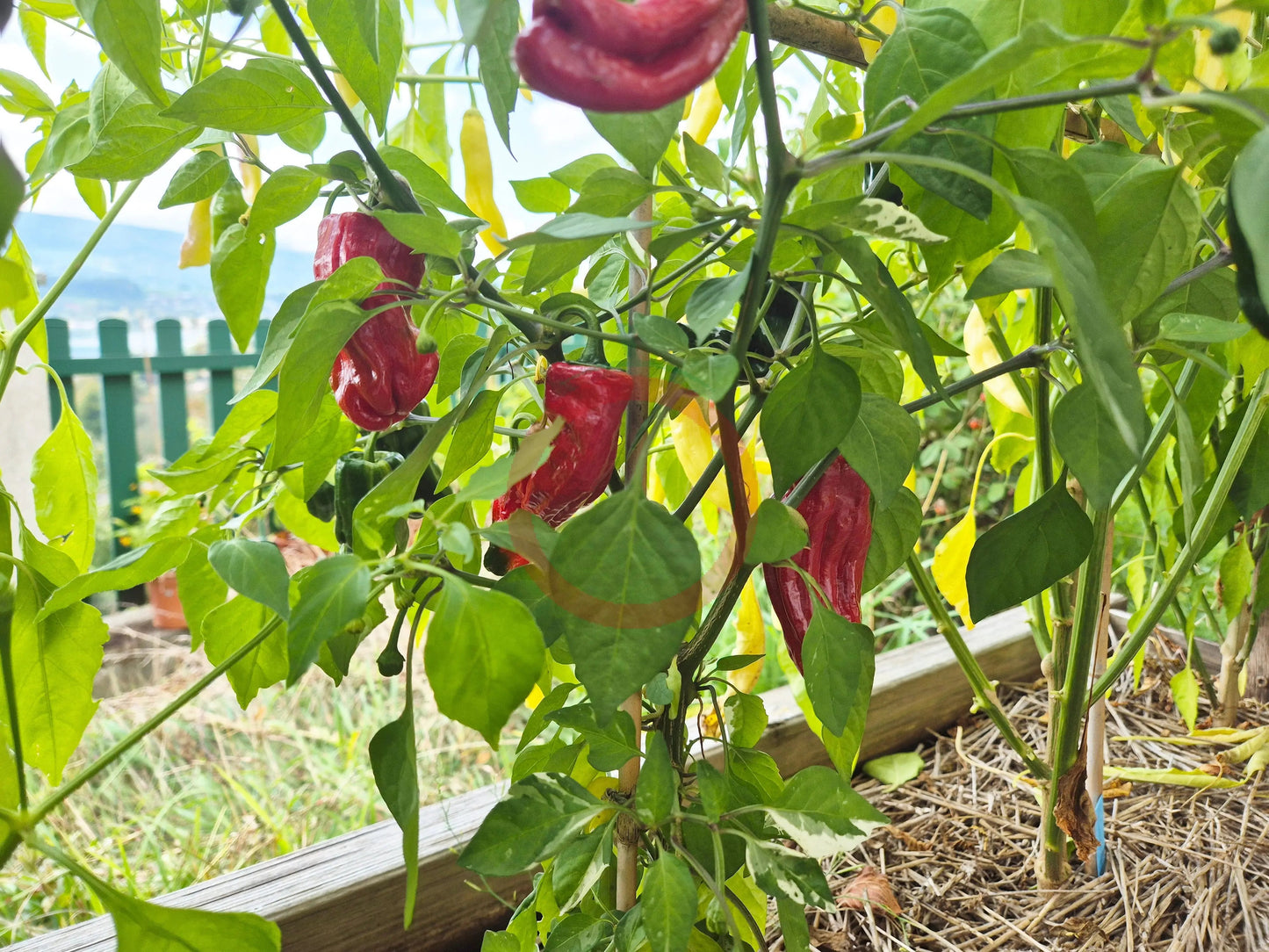 Bryan´s Blood DER TOMATENFLÜSTERER