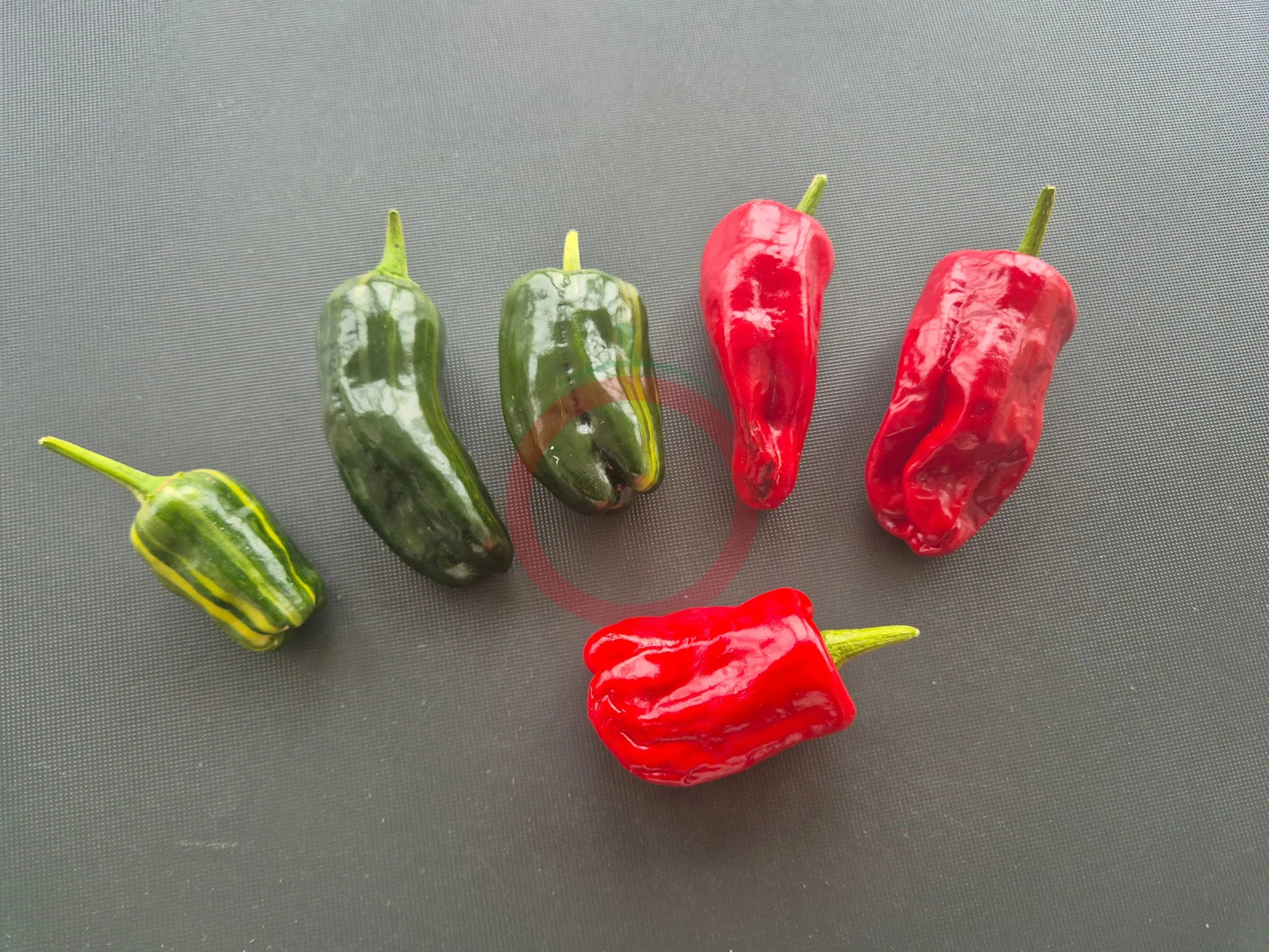 Bryan´s Blood DER TOMATENFLÜSTERER