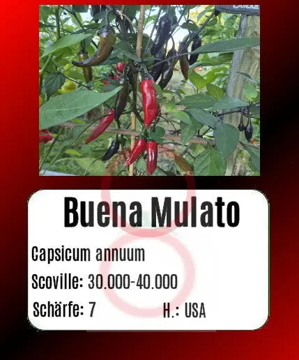 Buena Mulata DER TOMATENFLÜSTERER