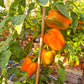 Buffalo Red (Kopie) DER TOMATENFLÜSTERER