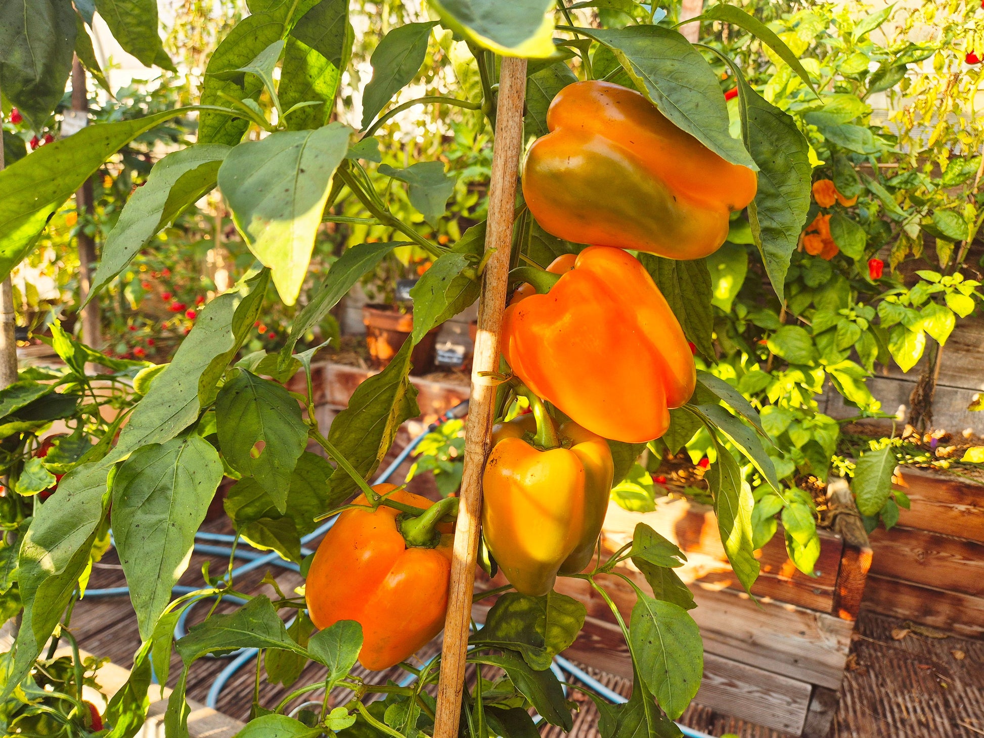 Buffalo Red (Kopie) DER TOMATENFLÜSTERER