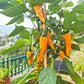 Bulgarian Carott DER TOMATENFLÜSTERER