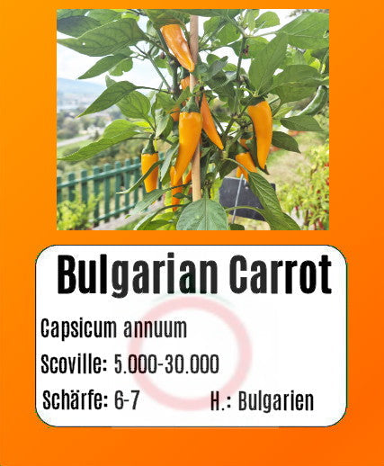 Bulgarian Carrot DER TOMATENFLÜSTERER