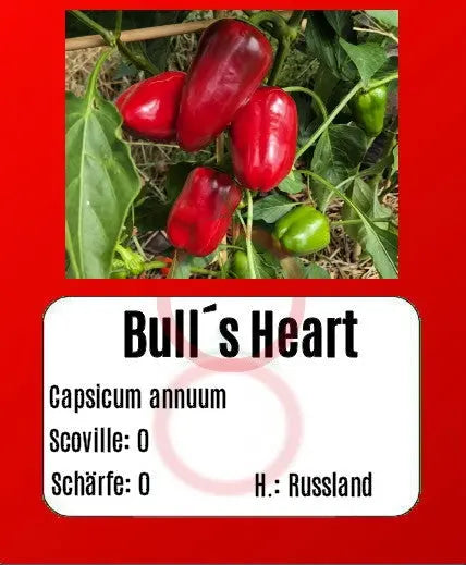 Bull´s Heart DER TOMATENFLÜSTERER